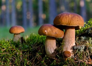 Yapay Zekâ Destekli Kamera Sistemleri, Orman Yangınlarıyla Mücadelede Etkin Rol Oynuyor