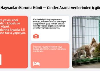 İnternet Aramalarında Kediler, Köpekleri Geride Bırakıyor