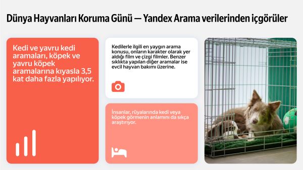 İnternet Aramalarında Kediler, Köpekleri Geride Bırakıyor