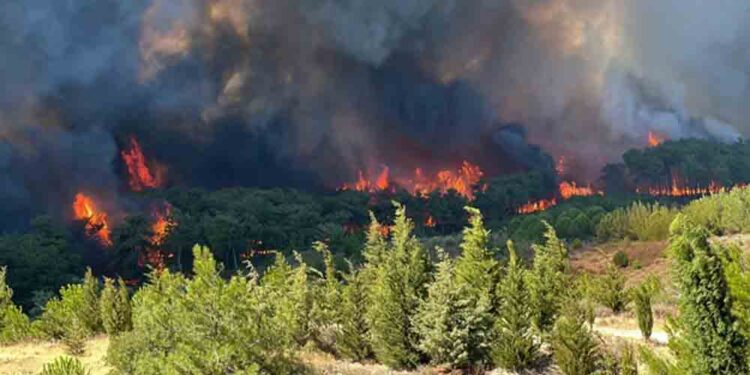 Doğa İçin Sorumluluk Hepimizde: TEMA Vakfı 2025’in Çevre Olaylarını Değerlendirdi