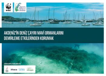 Akdeniz’in Mavi Ormanlarında Sessiz Yıkım: Binlerce Gemi Deniz Çayırlarını Tahrip Ediyor