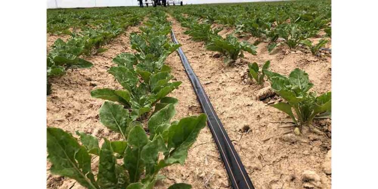 Netafim Türkiye, “Su Verimliliği” Odaklı Stratejik Çalışma Planını Hayata Geçiriyor