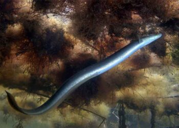 WWF-Türkiye’den, Avrupa Yılan Balığının Yolculuğuna Dikkat Çeken Animasyon Filmi