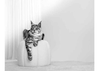 Pandemi Kuşağı Kedi ve Köpekler Orta Yaşa Ulaştı: Yaşlanmanın Sağlıklı Yaşamla Buluştuğu Yeni Dönem Başlıyor