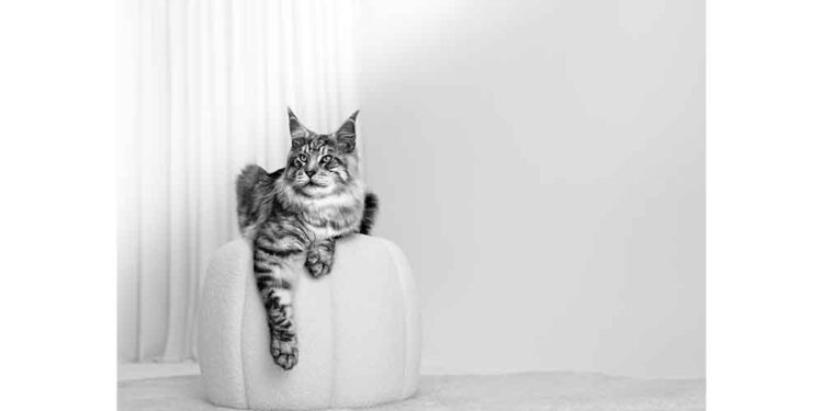 Pandemi Kuşağı Kedi ve Köpekler Orta Yaşa Ulaştı: Yaşlanmanın Sağlıklı Yaşamla Buluştuğu Yeni Dönem Başlıyor