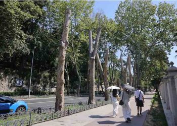 İBB’den Çınar Kanseri’ne Karşı Bilimsel Koruma
