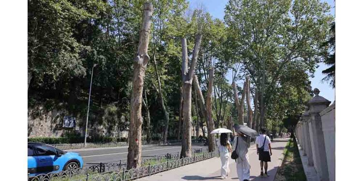 İBB’den Çınar Kanseri’ne Karşı Bilimsel Koruma